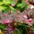 Heuchera 'Palace Purple' leaf