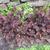 Heuchera 'Palace Purple'  summer