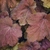 Close-up on orange to bronze foliage.