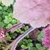 Young inflorescence with white buds & pink, hairy leaves.