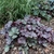 Heuchera 'Northern Exposure Silver'