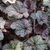 Silvery leaves with dark purple veins.