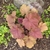 Rosette of pinkish-bronze-gold lobed and serrate leaves.