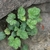 Tuft of scalloped, variegated leaves emerging between rocks.