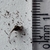Seed pod & fine seeds. Millimeter scale shows seed < 0.25 mm