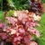 Border of various cultivars with colorful orange leaves