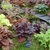 Display of various cultivars with colorful leaves & small flower