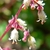 White, pubescent, bell-shaped flowers & pink inflor. branches