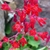 Close-up of a cluster of small, red, bell-shaped flowers.