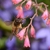 Close-up of a honeybee nectaring on a red flower.