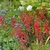 A bed of red coralbells, blue forget-me-nots & white tulips.