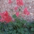 green rosette plants with tall clusters of small dark pink flos.
