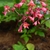 Close-up of small pink, bell-shaped flowers with 5 corolla lobes