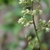 Fuzzy inflorescence and tiny white flowers.