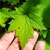 Leaf in April - Maple Leaf Shape