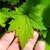 Hand cradling a leaf that is lobed like a maple leaf.