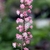 Erect raceme of small pink flowers on a red stalk