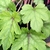 Lime green leaves with reddish central blotch along veins.