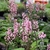 Mass planting with erect racemes of pink flowers.
