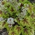 Chartreuse foliage & red blotch over main veins. White flowers.