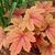 Coppery, butterscotch foliage.