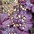 Airy inflorescence w/ tiny white flowers. Foliage in background