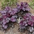Mounds of purple foliage.
