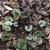 Top view of plant showing several green heart shaped leaves