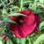 Hibiscus 'Fireball' 