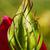 Hibiscus coccineus