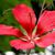 Hibiscus coccineus