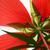 Hibiscus coccineus