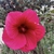 Flower - October - Wake Co., NC