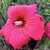 Flower- Aug. 23 - Wake Co., NC