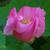 Hibiscus mutabilis