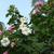 Hibiscus mutabilis