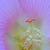 Hibiscus mutabilis