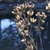 Winter Interest - February - Wake Co., NC