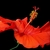 Orange flower with central staminal tube and stigmas.