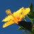 Yellow flower with central staminal tube and stigmas.