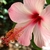 Close-up of a pink, 5-petaled flower with red staminal tube.