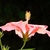 Pink flower with central staminal tube and stigmas.