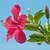 Flower, bud, and leaves
