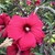 Flowers - Aug. 23 - Wake Co., NC