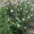 Hibiscus syriacus
