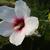 Hibiscus syriacus