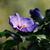 Hibiscus syriacus 'Blue Bird'