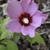 Hibiscus syriacus