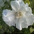 Single pure white hibiscus flower