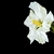 Single pure white hibiscus flower
